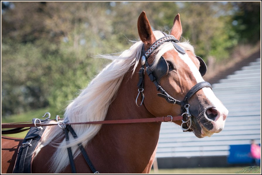 Pferd International 019